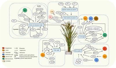 Advances in cloning functional genes for rice yield traits and molecular design breeding in China